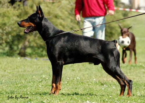 Adler del Rio Bianco | Black Doberman Pinscher