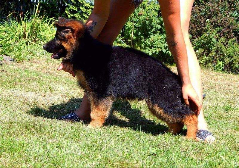 FOKS von Wagen | German Shepherd Dog 