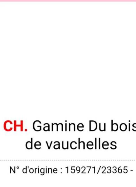 GAMINE du bois de vauchelle | Brittany 