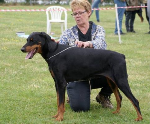 Edsylia v.h. Blauwhof | Black Doberman Pinscher