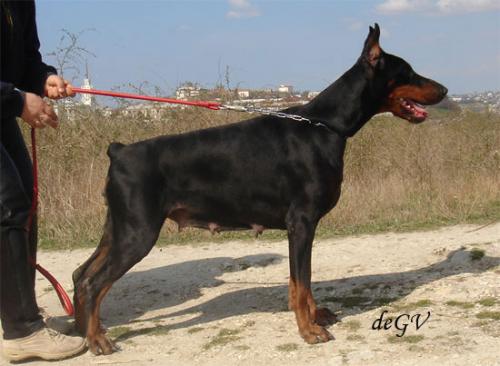 Indira iz Dinmastii Bridzhit | Black Doberman Pinscher