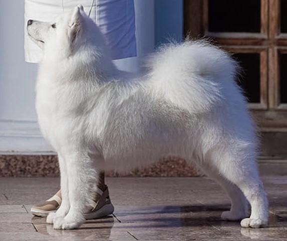 MY MAJESTY LAVANDA | Samoyed 