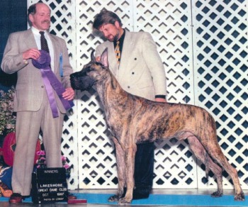 Rojon's Formost Zacharia | Great Dane 