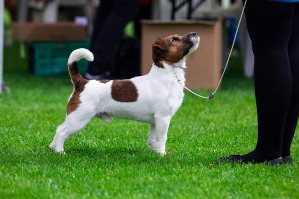 Huoleton Estro | Jack Russell Terrier 