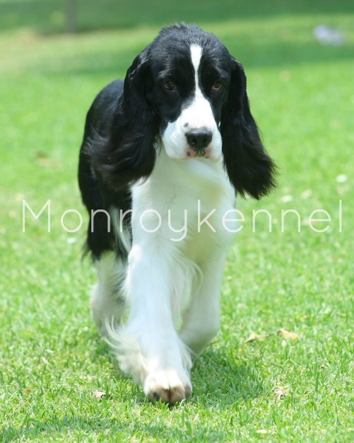 Just shelby (Monroy) | English Springer Spaniel 