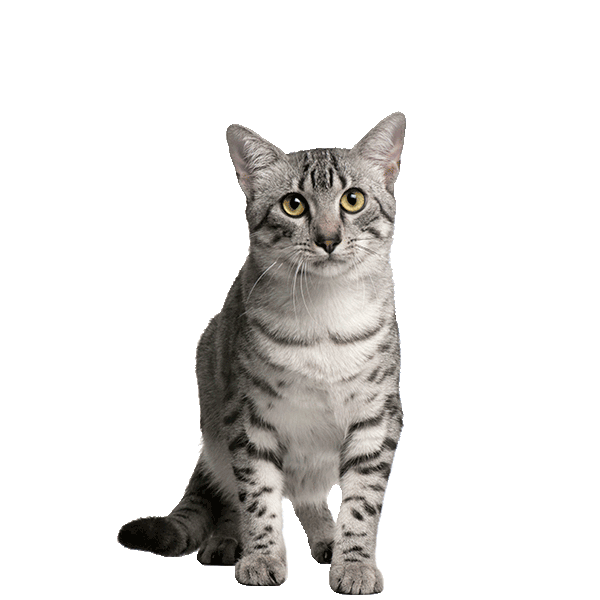 Egyptian Mau