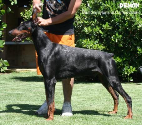 Demondayluna di Campovalano | Black Doberman Pinscher