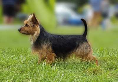 Finsweng Silirimpsis | Australian Terrier 