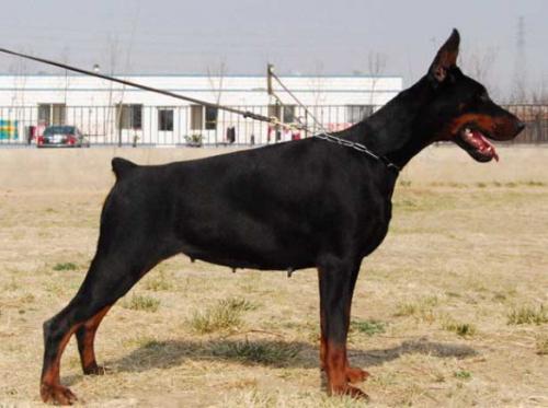 Tasha Betelges | Black Doberman Pinscher