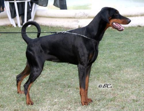 Kiara v. Nemesis | Black Doberman Pinscher