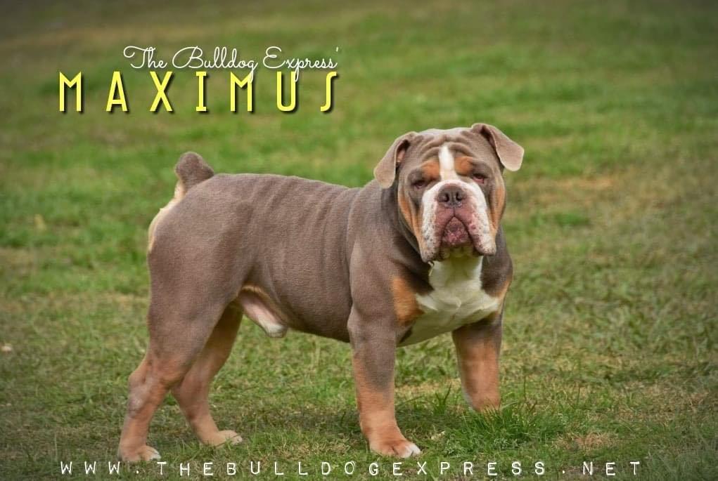 TBE'S MAXUMUS | Olde English Bulldogge 