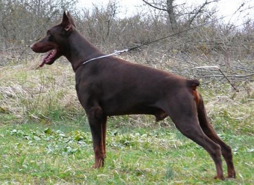 Tempo-Raffaello de la Vallee de la Seine | Brown Doberman Pinscher