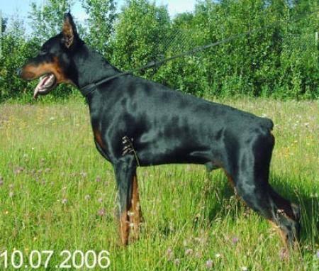 Urasie v. Gebrannten Walde | Black Doberman Pinscher