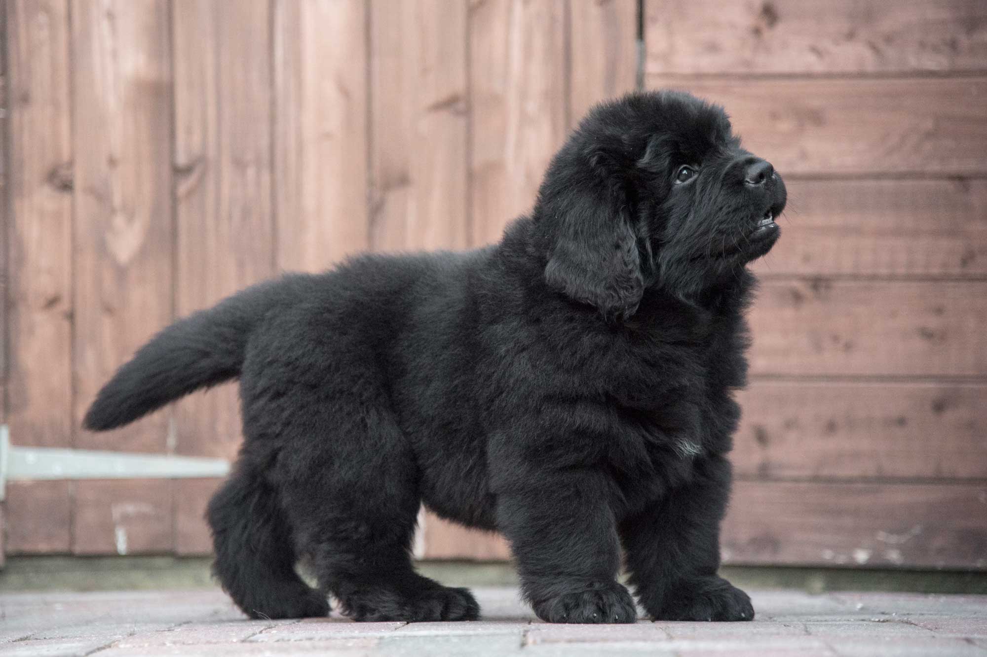 Newfoundland