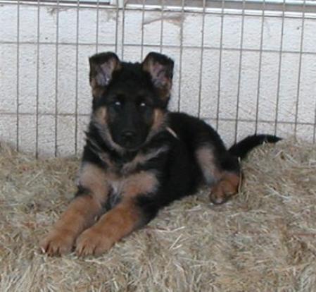 Willow von Laendler-Haus | German Shepherd Dog 