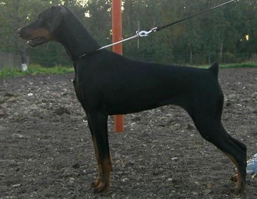 Diksi Glenaik | Black Doberman Pinscher