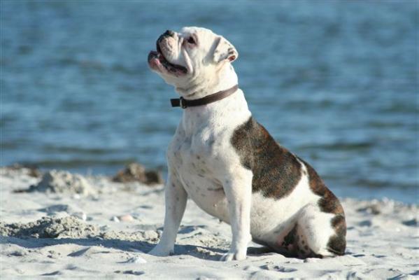 Bullforce Kaninus | Olde English Bulldogge 