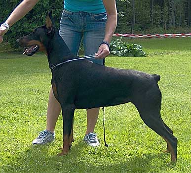 Eria Pro Demi Dinamika | Black Doberman Pinscher