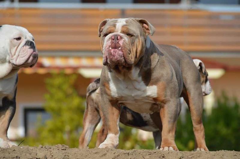 Color Me Bad Bulldogs' Consul | Olde English Bulldogge 