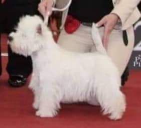 Juste Une Zyzel Rouge de la Fonema | West Highland White Terrier 