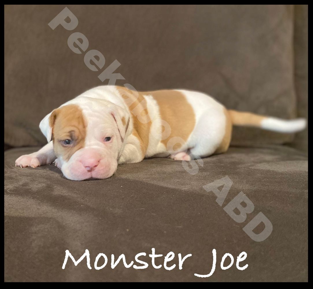 Peekaboos "Monster Joe" | American Bulldog 