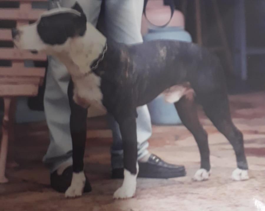 Staffor do Conventos | American Staffordshire Terrier 