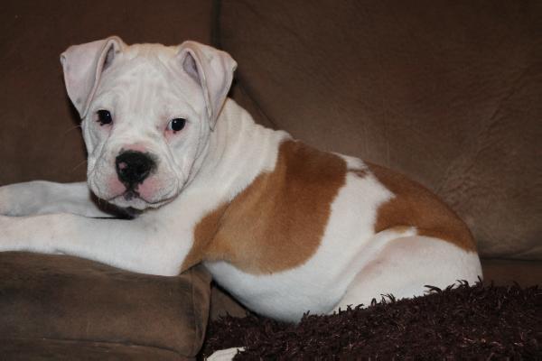 Box State Bulldogges China | Olde English Bulldogge 