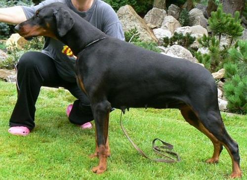 Scarlett Halit Pasa | Black Doberman Pinscher