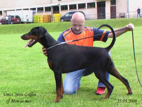 Grafin Unice Nora of Mon-ja-mes | Black Doberman Pinscher