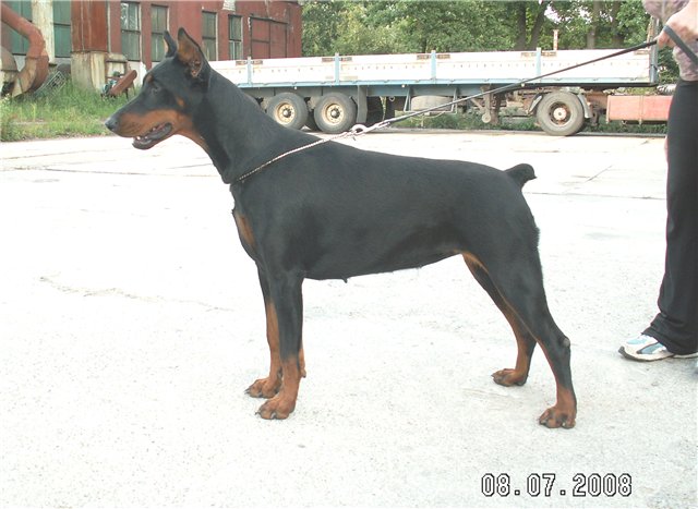 Casa Di Oro Only You | Black Doberman Pinscher