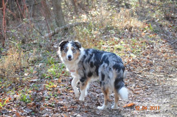 Mera Maia Blu | Border Collie 