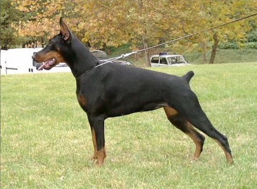 Rhytmic Chayanne of Forten | Black Doberman Pinscher