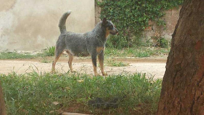 ZARA DIVINU'S DOG | Australian Cattle Dog 