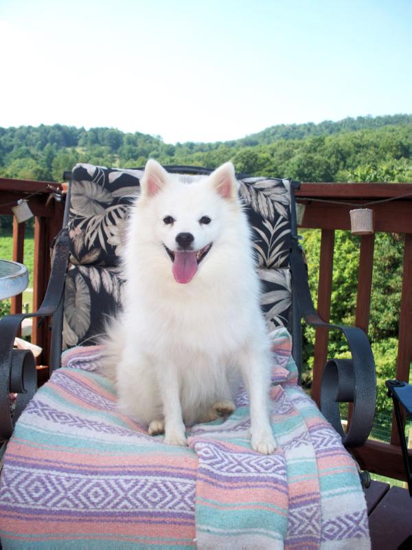 La Luna's Bravo of Estancia | American Eskimo Dog 