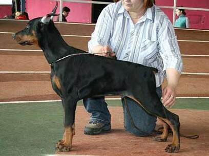 Smart Wood Hills Aragon | Black Doberman Pinscher