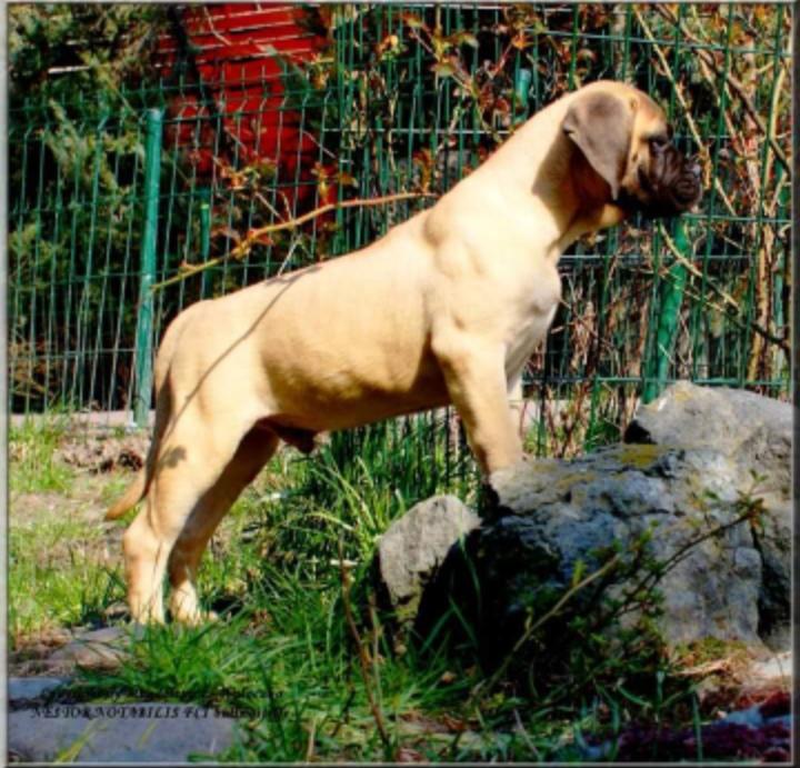 DANCER FOR MONEY II Nestor Notabilis FCI | Bullmastiff 