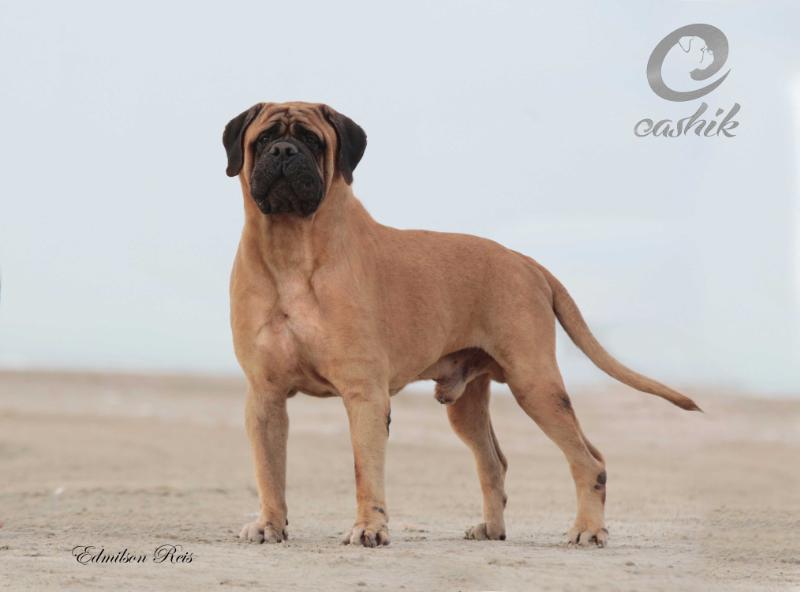 BR Overture Dang Yankee Jr | Bullmastiff 