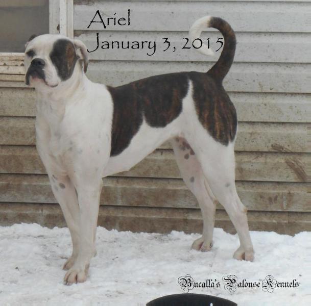 Bucalla's Ariel Gem | American Bulldog 