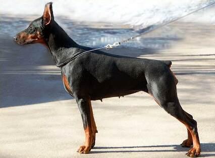 Smart Wood Hills Akvitania | Black Doberman Pinscher