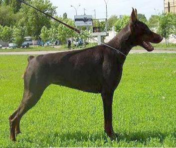 Iris s Bolshoy Volgi | Brown Doberman Pinscher