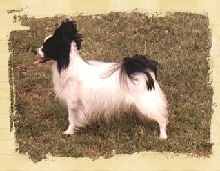 Gold Wings Charlie | Papillon 