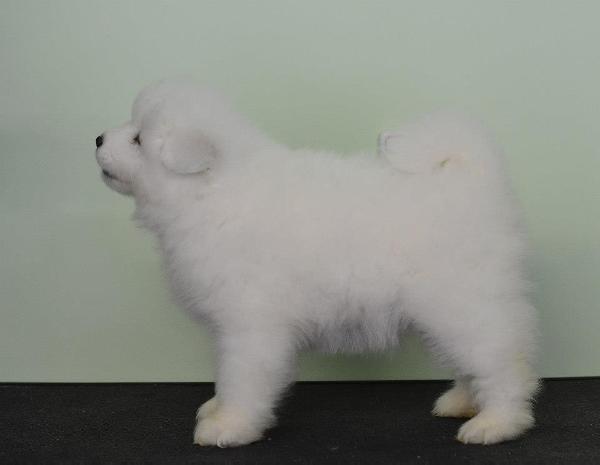 Dorian Spring CHERUTTI FOR AMUNDSEN TEAM | Samoyed 