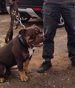 Redbulls Raging Rio | Olde English Bulldogge 