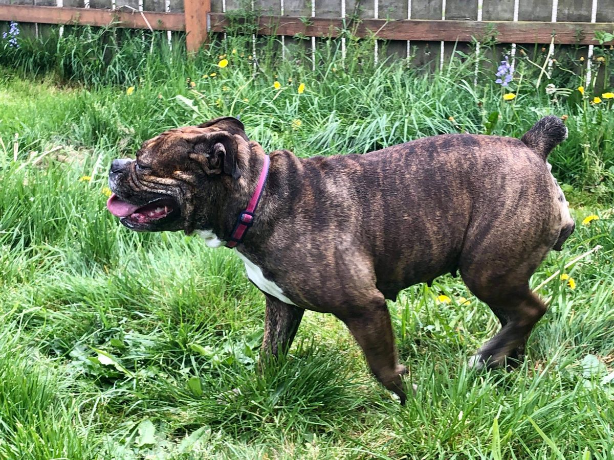 Wells’ Christmas Holly | Olde English Bulldogge 