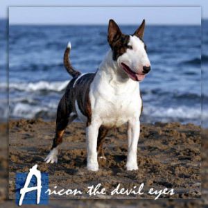 Aricon The devil eyes | Bull Terrier 