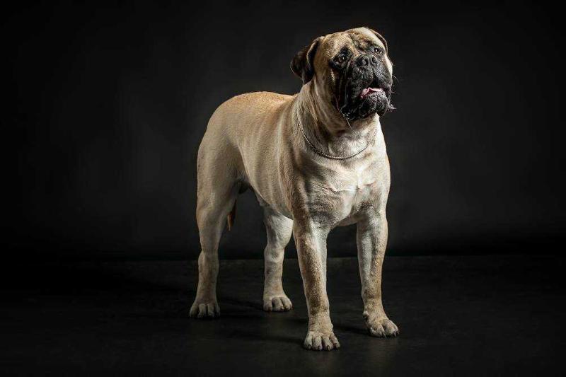 BORGO Jegerio Sirdis | Bullmastiff 