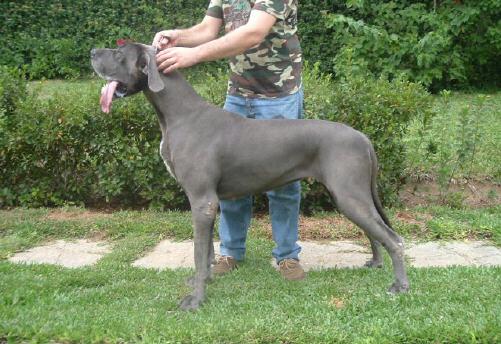 Uly Dream Makers Von Paschoalick | Great Dane 