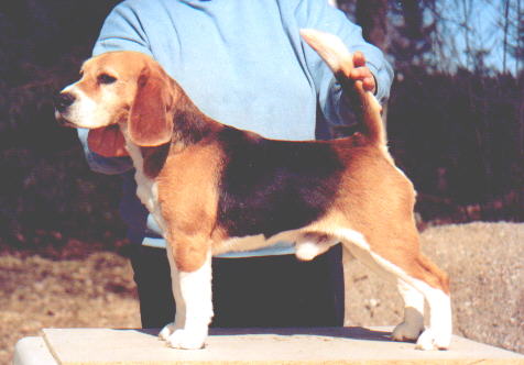 Echo Run Frolicsome Fella | Beagle 