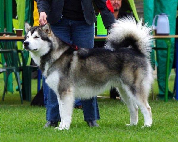 APACHE CHIEF Illa Kuvianartok | Alaskan Malamute 