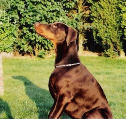 Kena from Dober Castle | Brown Doberman Pinscher